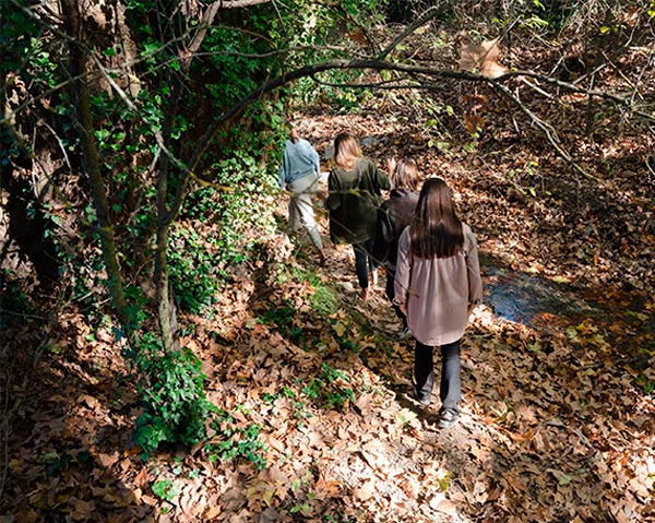 Forest walk during the forest bathing event.